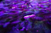 Evelina Domnitch (BY/NL) & Dmitry Gelfand (RU/NL): Memory vapor