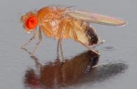 Drosophila melanogaster, foto: André Karwath Drosophila melanogaster, foto: André Karwath