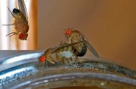 Drosophila melanogaster – fotografija prikazuje spolni dimorfizam i parenje, foto: TheAlphaWolf Drosophila melanogaster – fotografija prikazuje spolni dimorfizam i parenje, foto: TheAlphaWolf